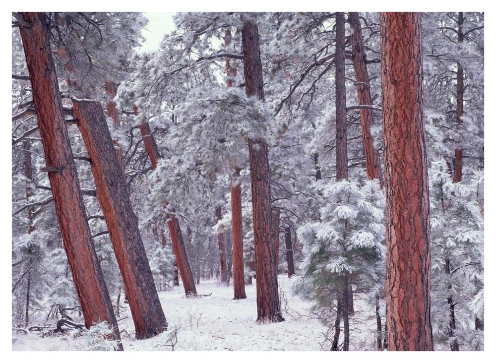 Ponderosa Pines With Snow, Grand Canyon National Park, Arizona-Paper Art-42X32