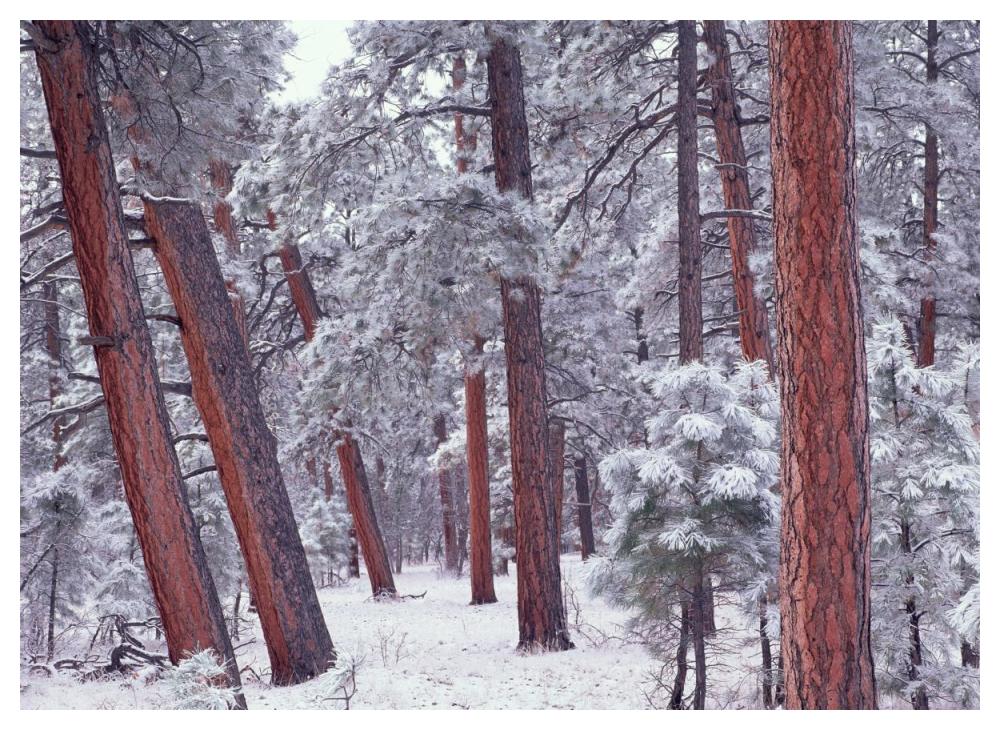 Ponderosa Pines With Snow, Grand Canyon National Park, Arizona-Paper Art-50X38