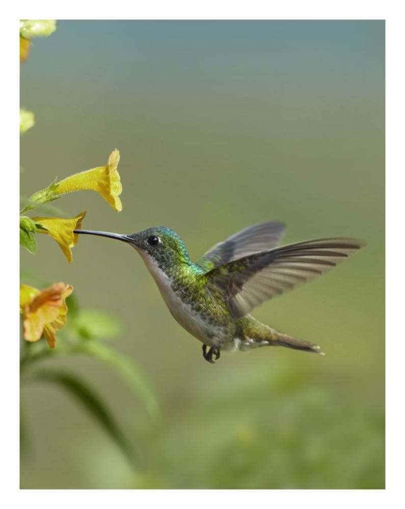 Andean Emerald Hummingbird Feeding On A Yellow Flower, Ecuador-Paper Art-20X26