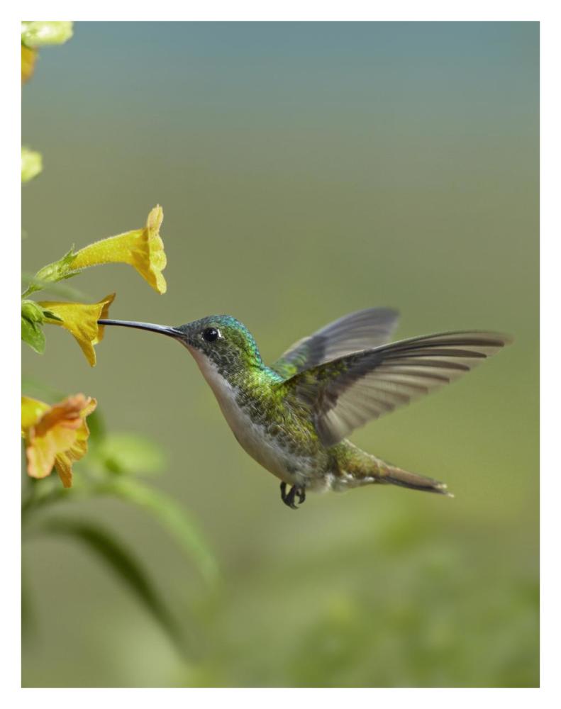 Andean Emerald Hummingbird Feeding On A Yellow Flower, Ecuador-Paper Art-26X34