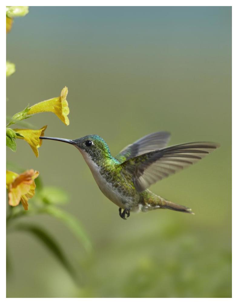 Andean Emerald Hummingbird Feeding On A Yellow Flower, Ecuador-Paper Art-38X50