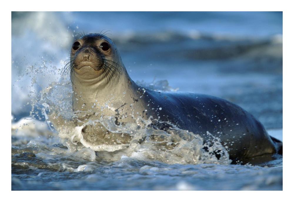 Northern Elephant Seal Female In Splashing Surf, North America-Paper Art-26X18