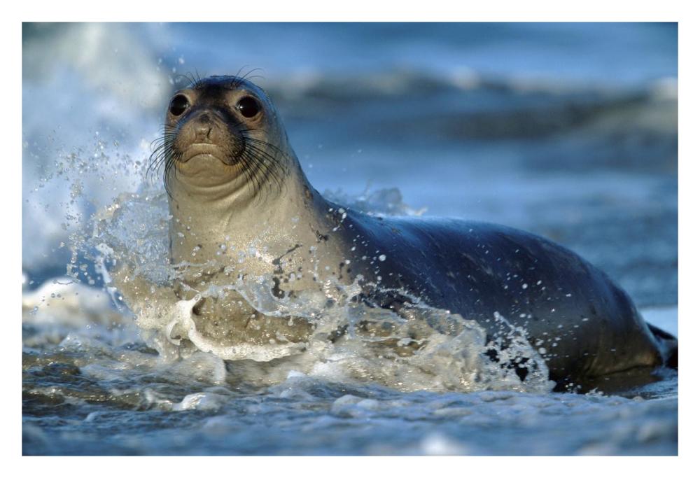 Northern Elephant Seal Female In Splashing Surf, North America-Paper Art-32X22