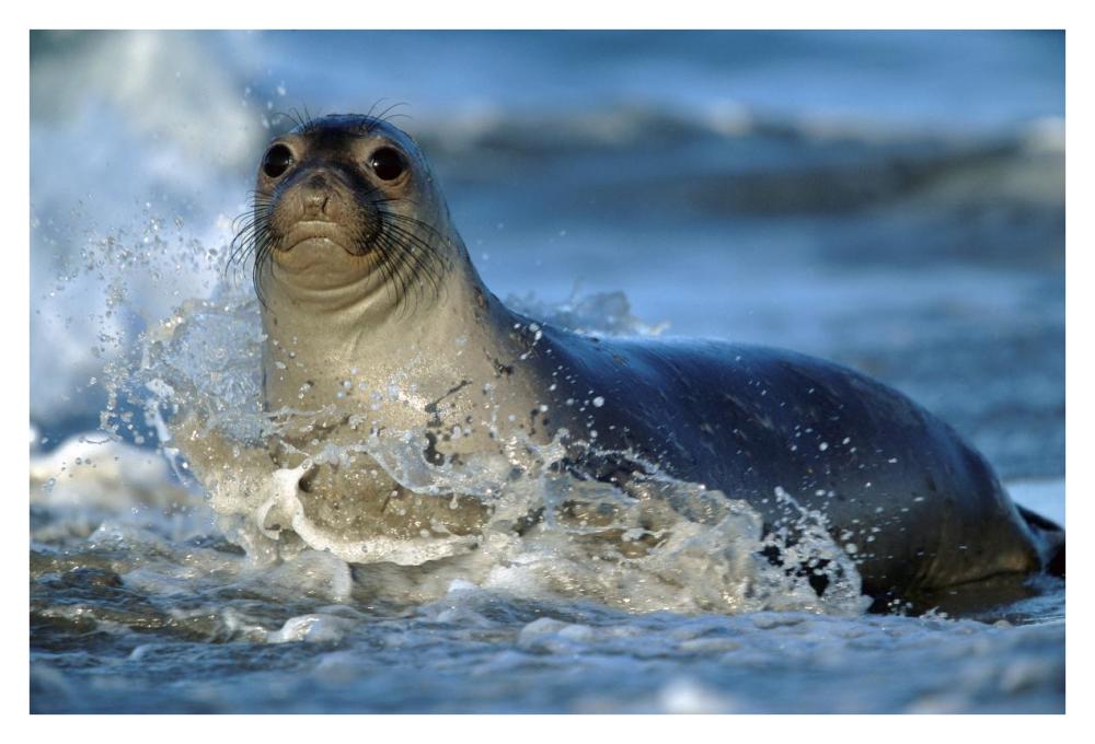 Northern Elephant Seal Female In Splashing Surf, North America-Paper Art-38X26