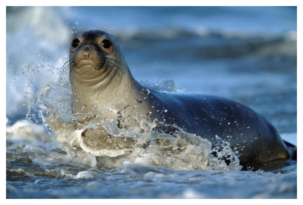 Northern Elephant Seal Female In Splashing Surf, North America-Paper Art-50X34