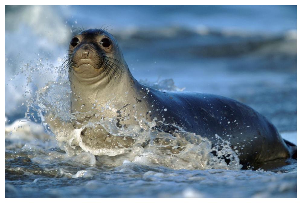 Northern Elephant Seal Female In Splashing Surf, North America-Paper Art-62X42