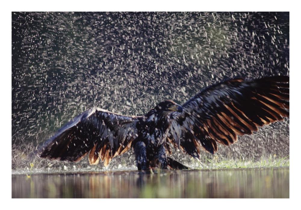 Bald Eagle Juvenile Bathing In River, British Columbia, Canada-Paper Art-26X18