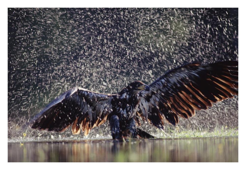 Bald Eagle Juvenile Bathing In River, British Columbia, Canada-Paper Art-32X22