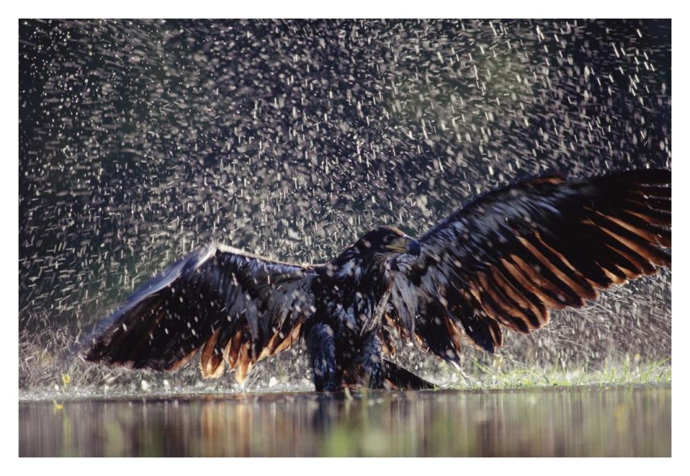 Bald Eagle Juvenile Bathing In River, British Columbia, Canada-Paper Art-38X26