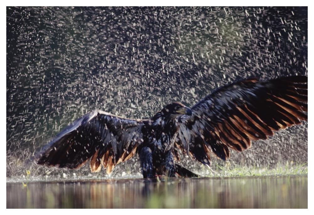 Bald Eagle Juvenile Bathing In River, British Columbia, Canada-Paper Art-50X34