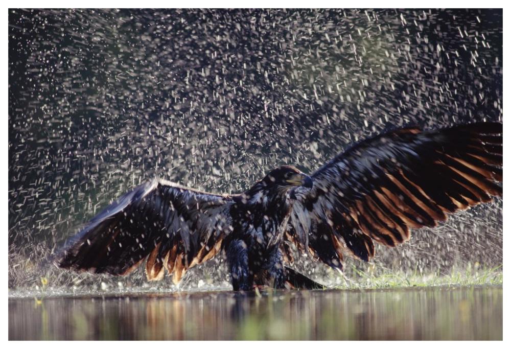 Bald Eagle Juvenile Bathing In River, British Columbia, Canada-Paper Art-62X42