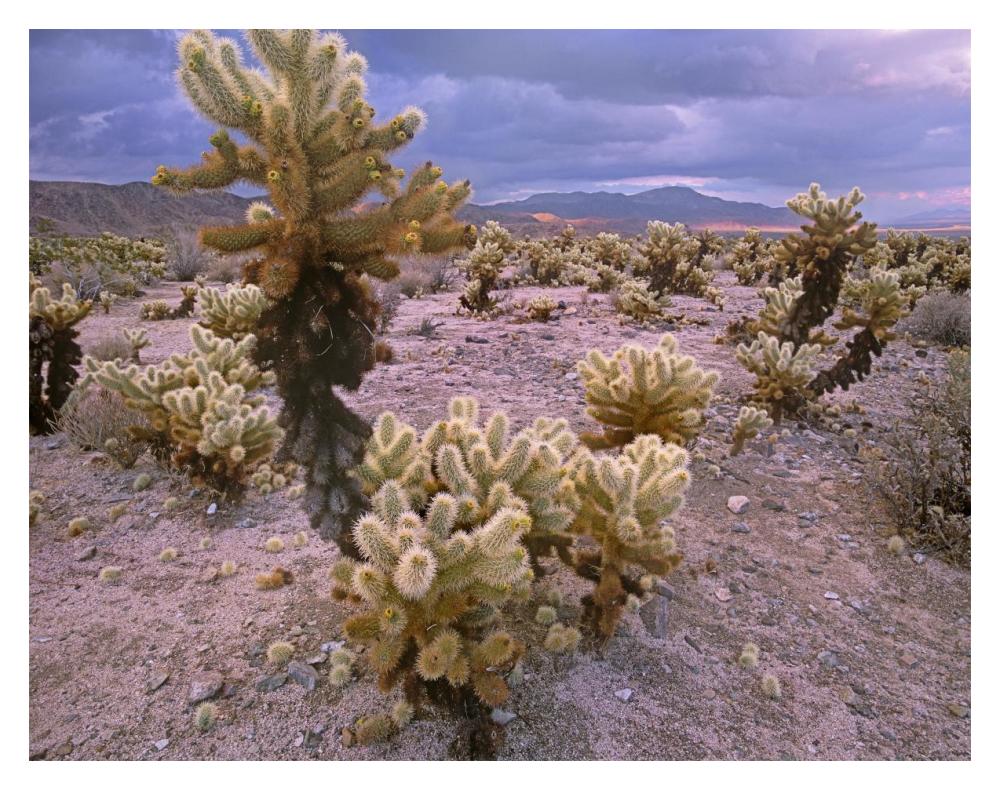 Teddy Bear Cholla Cacti, Joshua Tree National Park, California-Paper Art-18X14