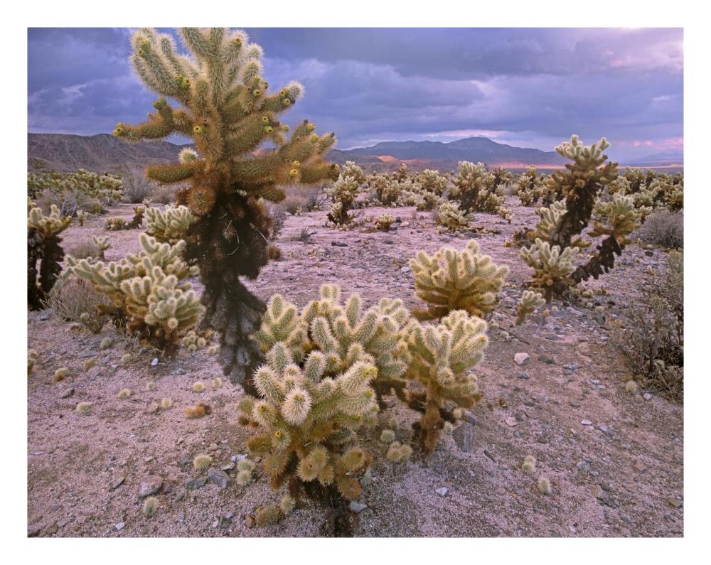 Teddy Bear Cholla Cacti, Joshua Tree National Park, California-Paper Art-26X20