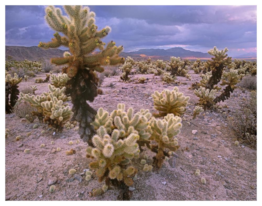 Teddy Bear Cholla Cacti, Joshua Tree National Park, California-Paper Art-50X38