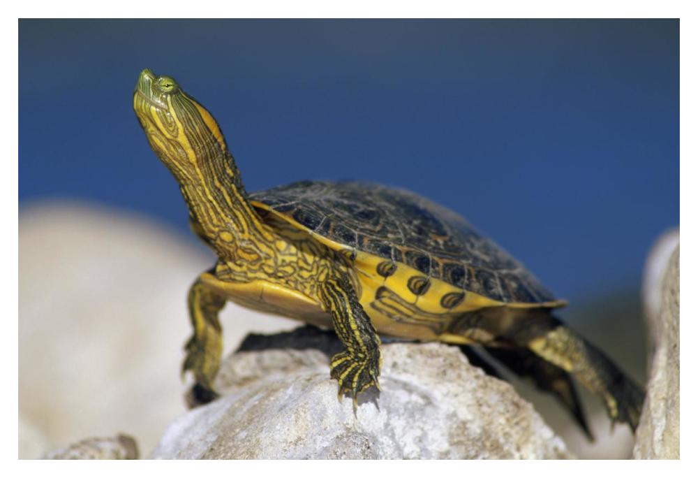 Yellow-Bellied Slider Turtle, Portrait, On Rock, North America-Paper Art-20X14