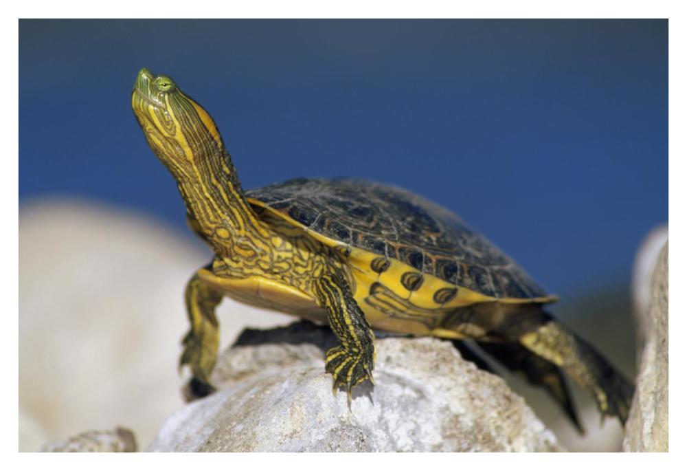 Yellow-Bellied Slider Turtle, Portrait, On Rock, North America-Paper Art-38X26