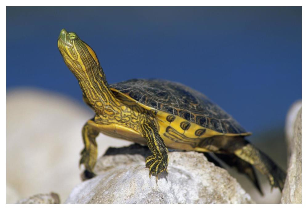 Yellow-Bellied Slider Turtle, Portrait, On Rock, North America-Paper Art-50X34