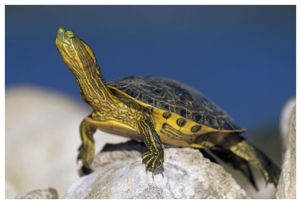 Yellow-Bellied Slider Turtle, Portrait, On Rock, North America-Paper Art-62X42
