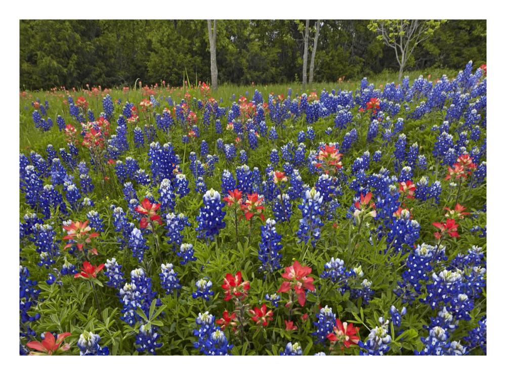 Bluebonnet And Paintbrush Meadow, Cedar Hill State Park, Texas-Paper Art-26X20