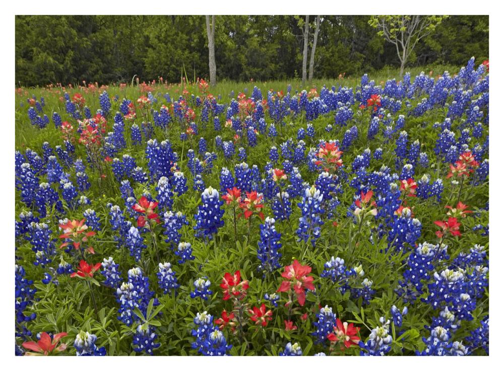 Bluebonnet And Paintbrush Meadow, Cedar Hill State Park, Texas-Paper Art-34X26