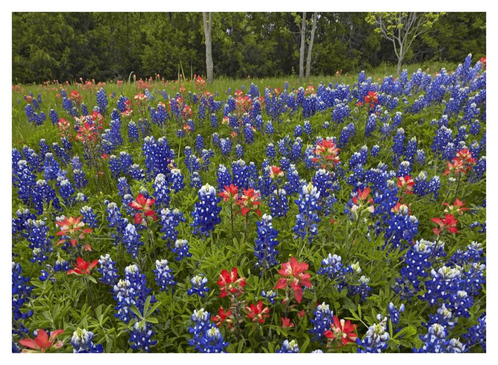 Bluebonnet And Paintbrush Meadow, Cedar Hill State Park, Texas-Paper Art-42X32