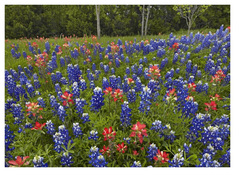 Bluebonnet And Paintbrush Meadow, Cedar Hill State Park, Texas-Paper Art-50X38