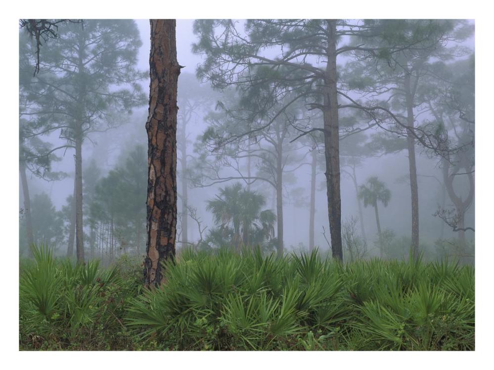 Saw Palmetto And Pine Trees In Fog, Near Estero River, Florida-Paper Art-26X20