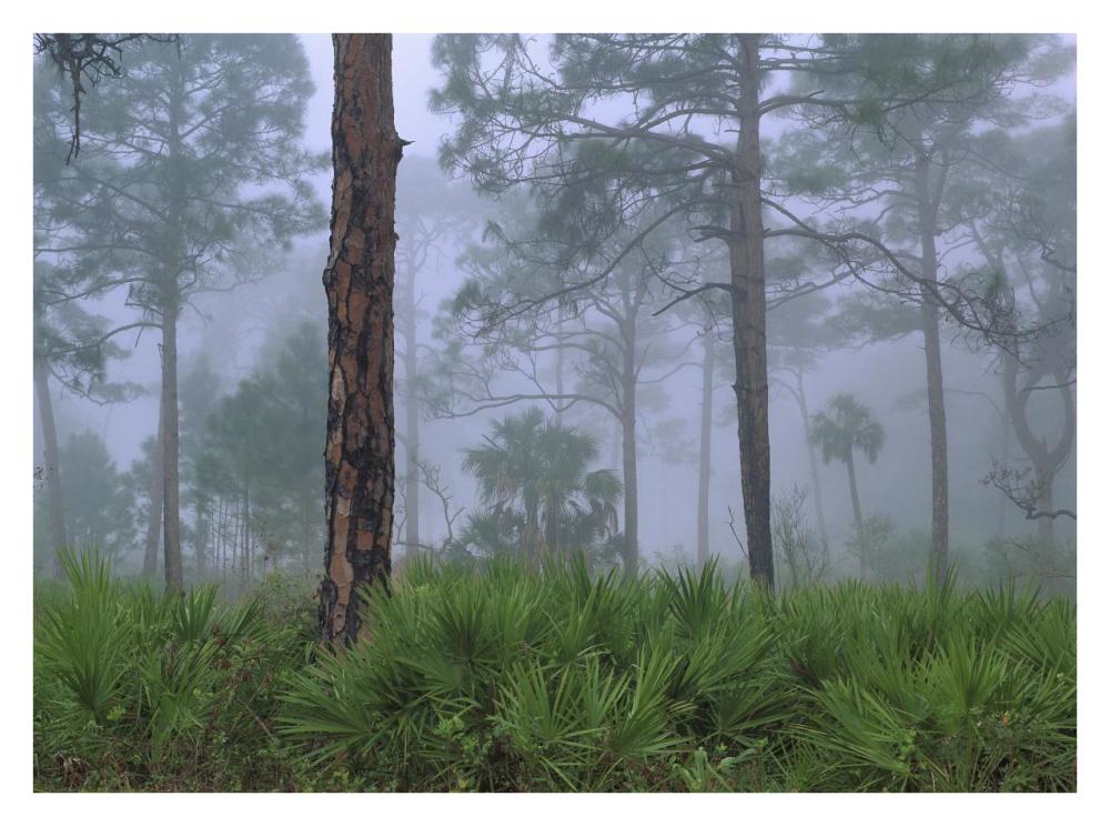 Saw Palmetto And Pine Trees In Fog, Near Estero River, Florida-Paper Art-34X26