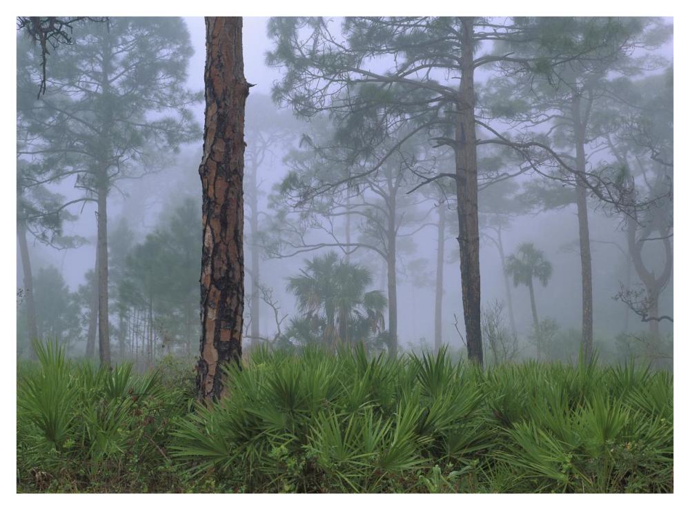 Saw Palmetto And Pine Trees In Fog, Near Estero River, Florida-Paper Art-42X32