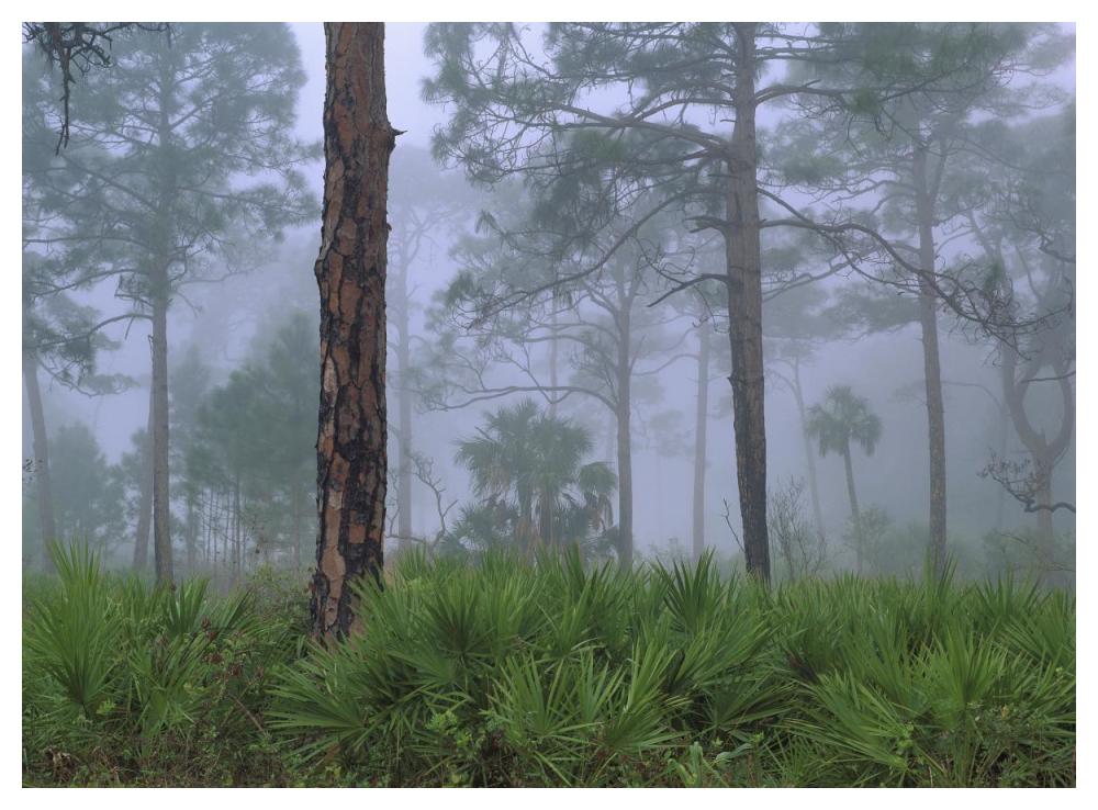 Saw Palmetto And Pine Trees In Fog, Near Estero River, Florida-Paper Art-50X38