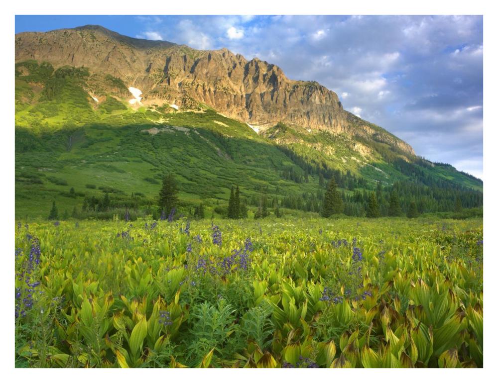 Gothic Mountain Overlooking Meadow Near Crested Butte, Colorado-Paper Art-34X26