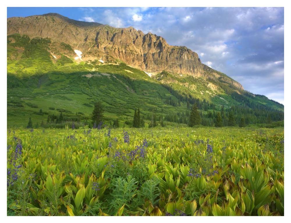 Gothic Mountain Overlooking Meadow Near Crested Butte, Colorado-Paper Art-42X32