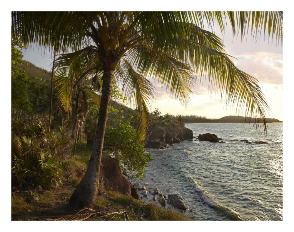 Wilkes Point At Sunset With Palm Trees, Roatan Island, Honduras-Paper Art-26X20