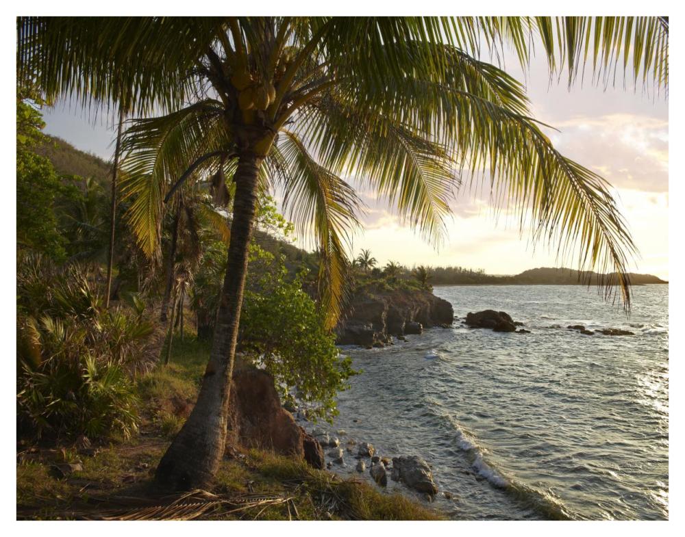 Wilkes Point At Sunset With Palm Trees, Roatan Island, Honduras-Paper Art-42X32