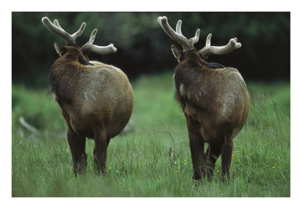Elk Pair Looking Behind Them, Redwood National Park, California-Paper Art-26X18