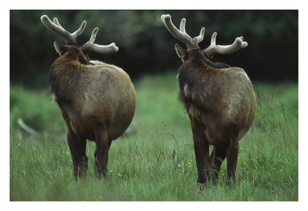 Elk Pair Looking Behind Them, Redwood National Park, California-Paper Art-32X22
