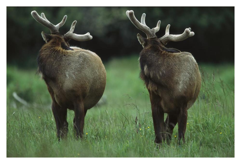 Elk Pair Looking Behind Them, Redwood National Park, California-Paper Art-38X26