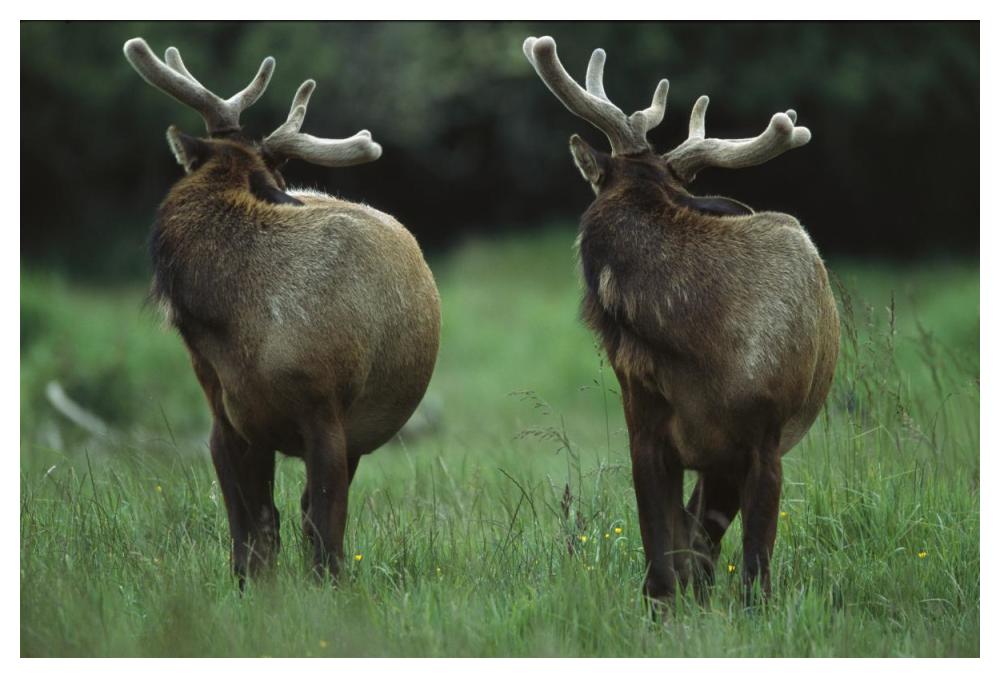 Elk Pair Looking Behind Them, Redwood National Park, California-Paper Art-50X34