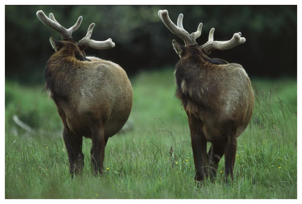 Elk Pair Looking Behind Them, Redwood National Park, California-Paper Art-62X42