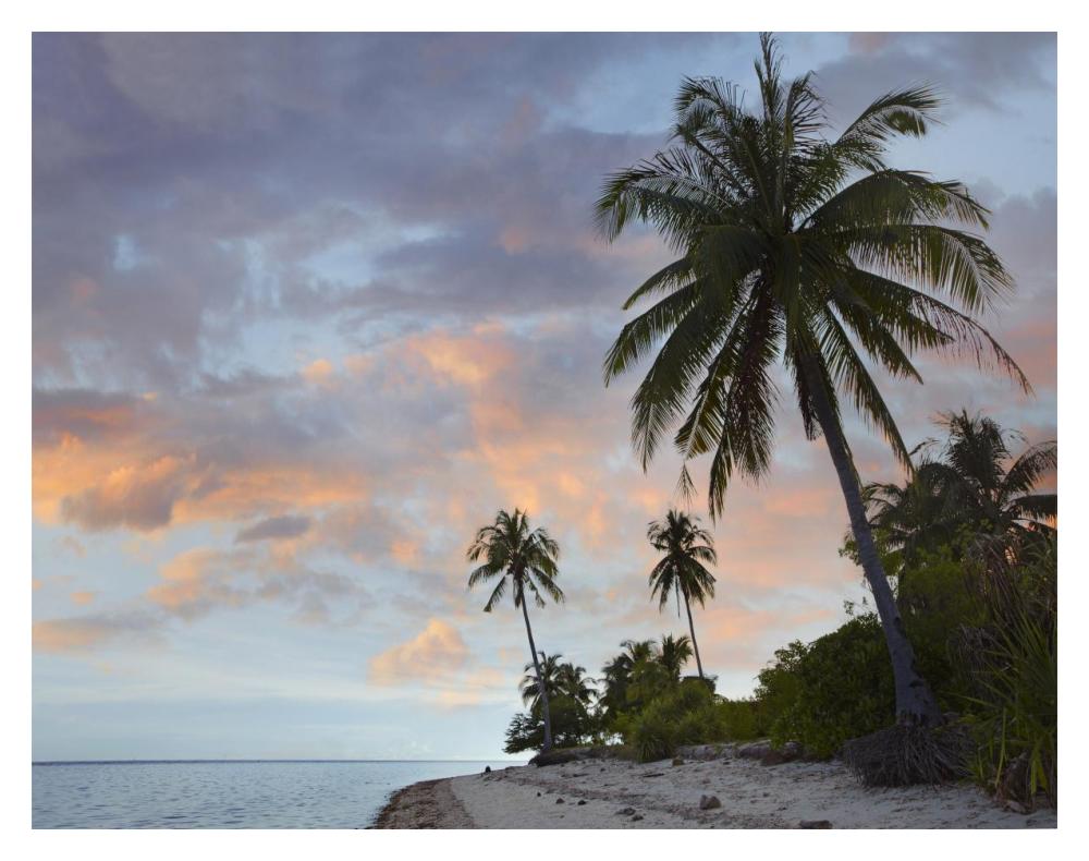 Coconut Palm Trees, Pamilacan Island, Bohol Island, Philippines-Paper Art-18X14