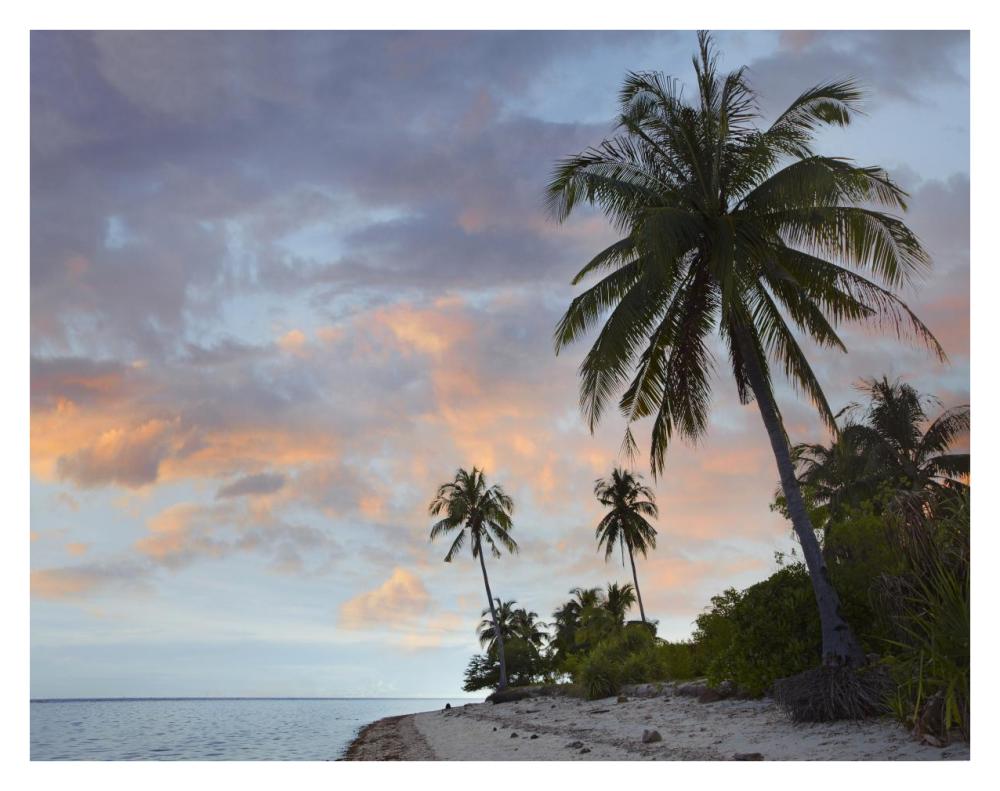 Coconut Palm Trees, Pamilacan Island, Bohol Island, Philippines-Paper Art-34X26