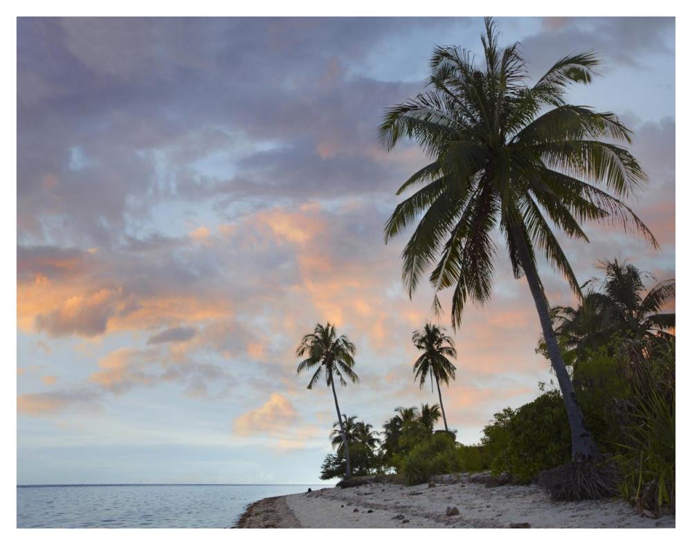 Coconut Palm Trees, Pamilacan Island, Bohol Island, Philippines-Paper Art-42X32