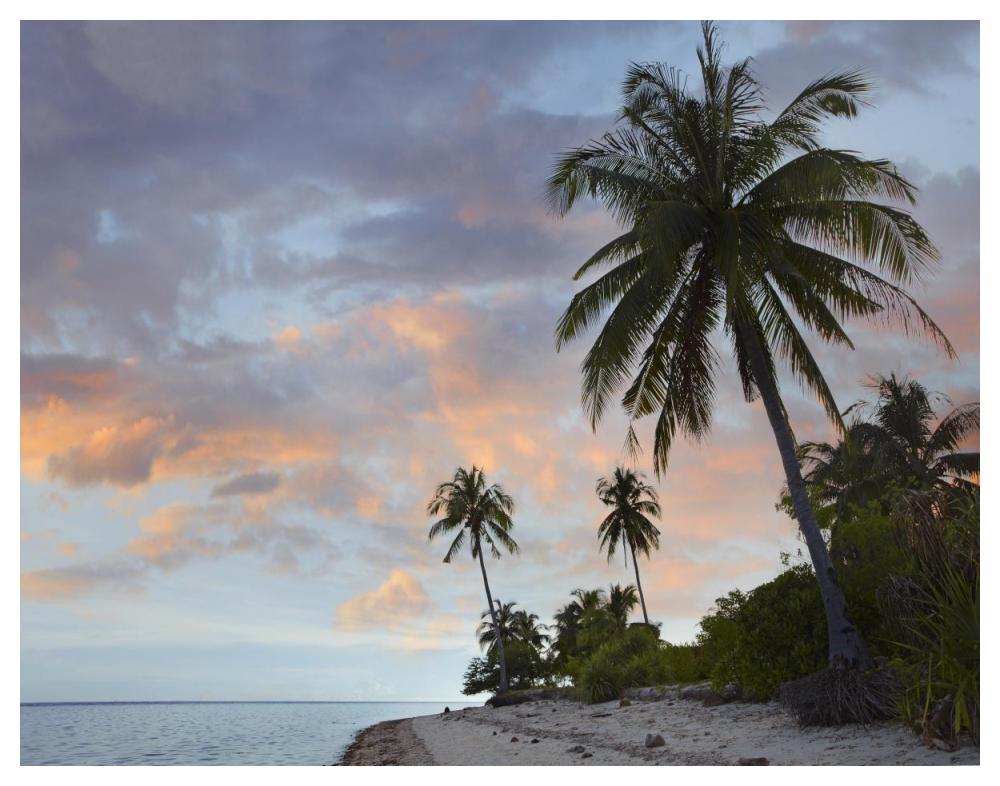 Coconut Palm Trees, Pamilacan Island, Bohol Island, Philippines-Paper Art-50X38