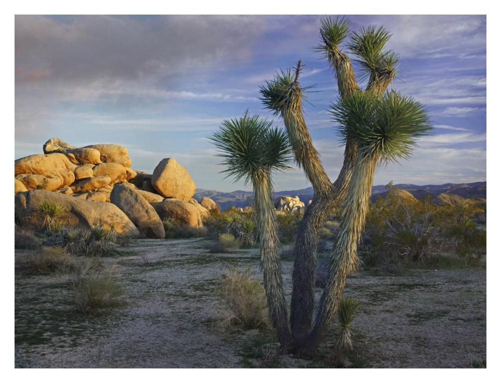 Joshua Tree And Boulders, Joshua Tree National Park, California-Paper Art-18X14