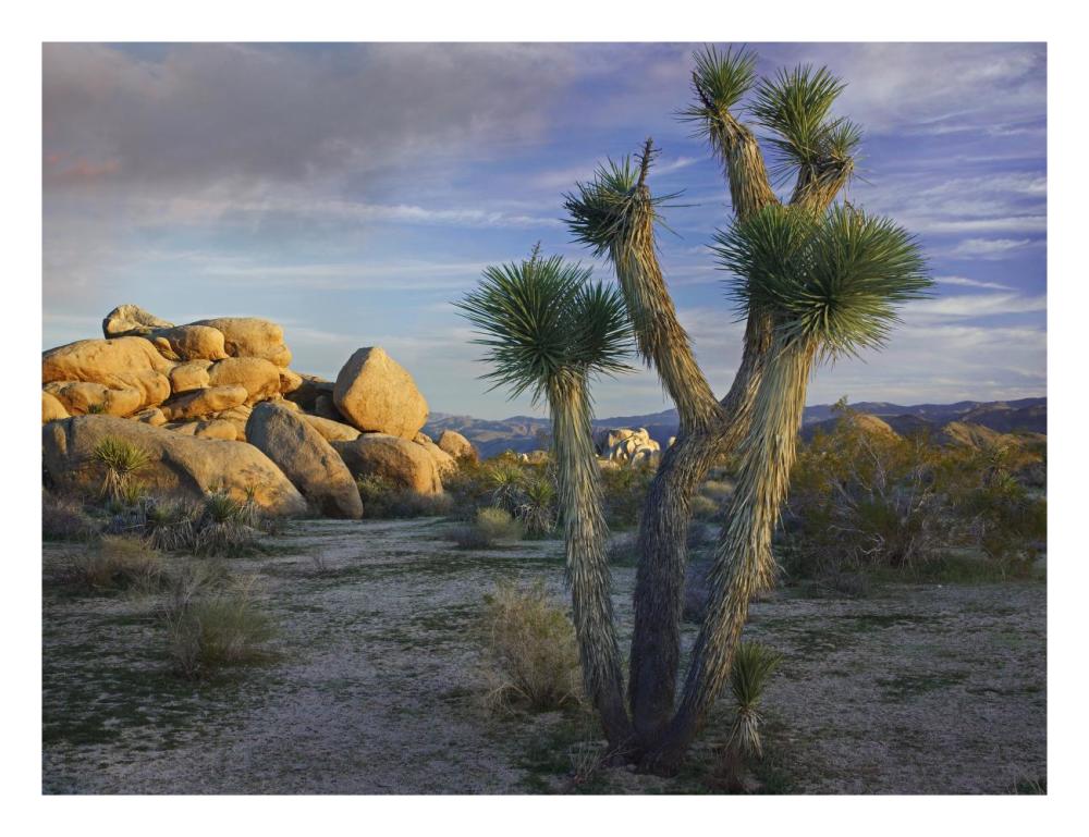 Joshua Tree And Boulders, Joshua Tree National Park, California-Paper Art-26X20
