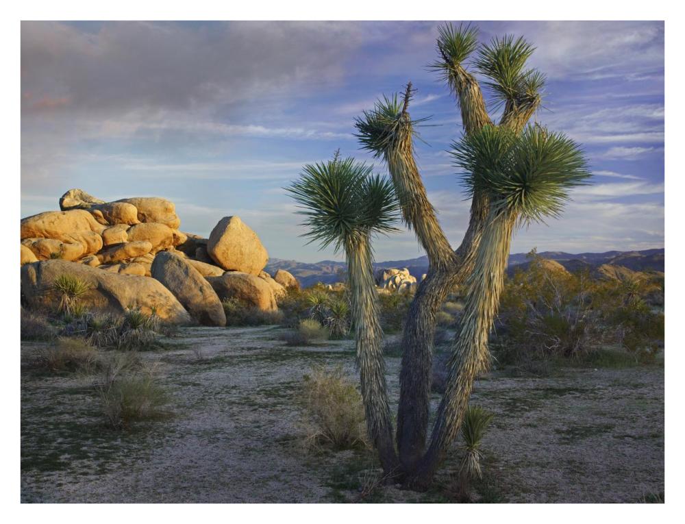 Joshua Tree And Boulders, Joshua Tree National Park, California-Paper Art-34X26