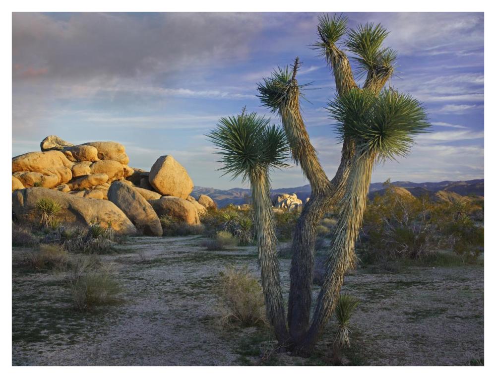 Joshua Tree And Boulders, Joshua Tree National Park, California-Paper Art-42X32