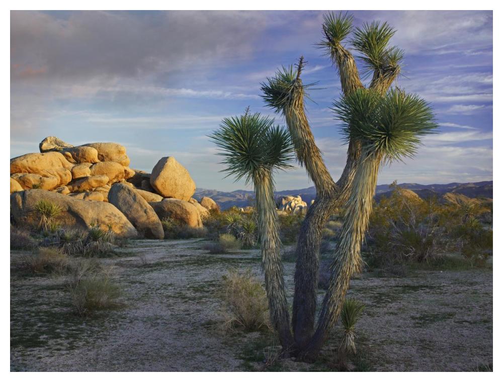 Joshua Tree And Boulders, Joshua Tree National Park, California-Paper Art-50X38