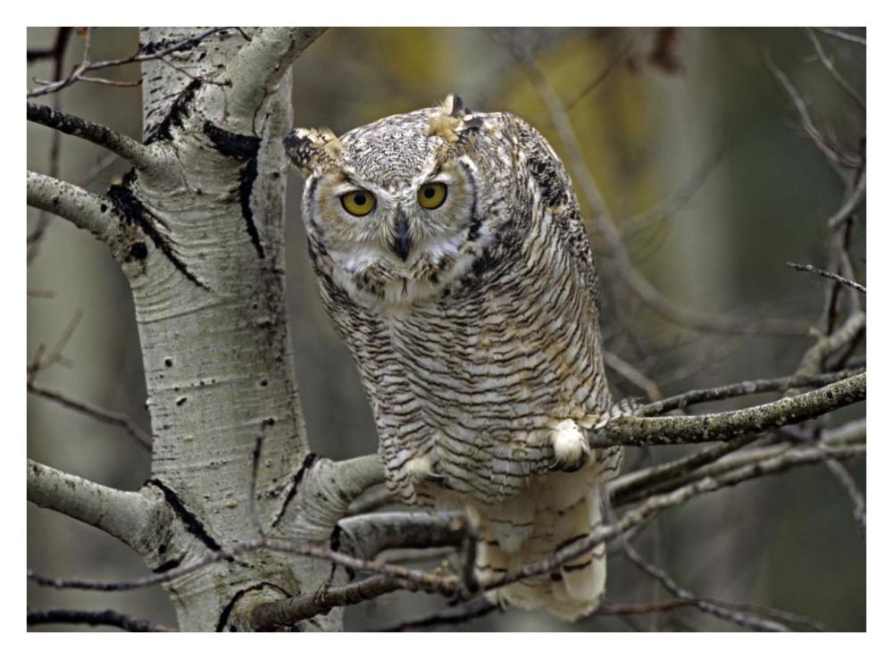 Great Horned Owl Pale Form, Kootenays, British Columbia, Canada-Paper Art-34X26