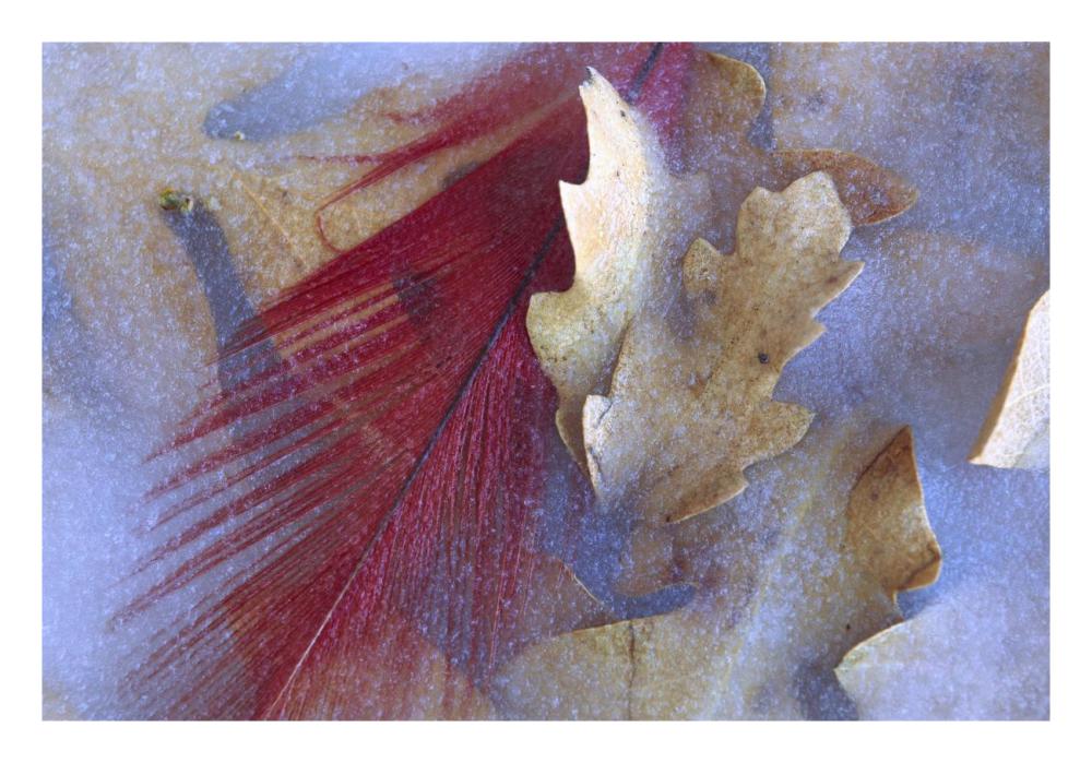 Northern Cardinal Feather And Oak Leaves Frozen In Ice, Arizona-Paper Art-26X18